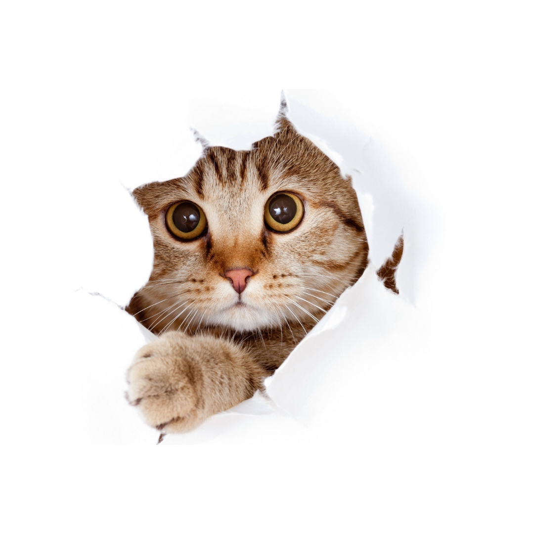 Cat products