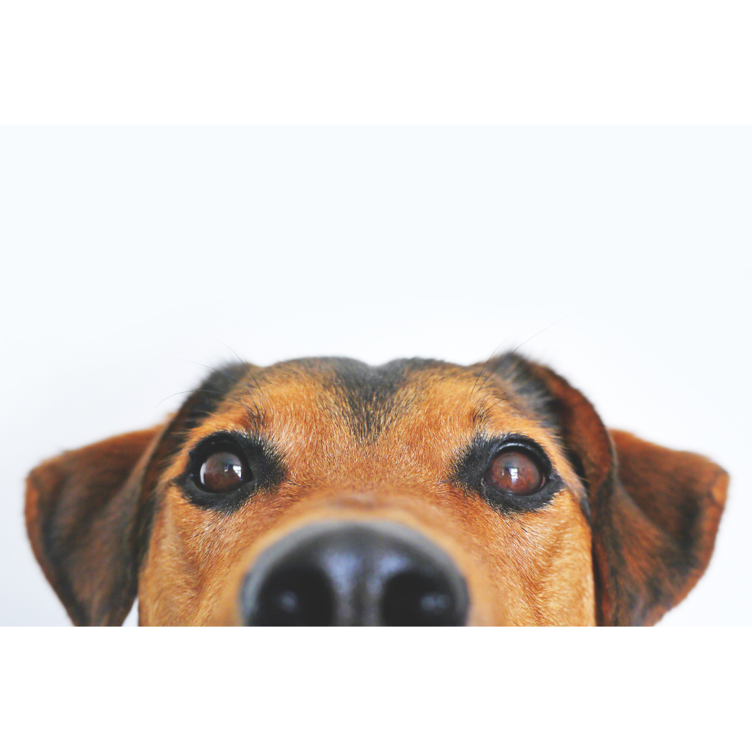 Dog Products