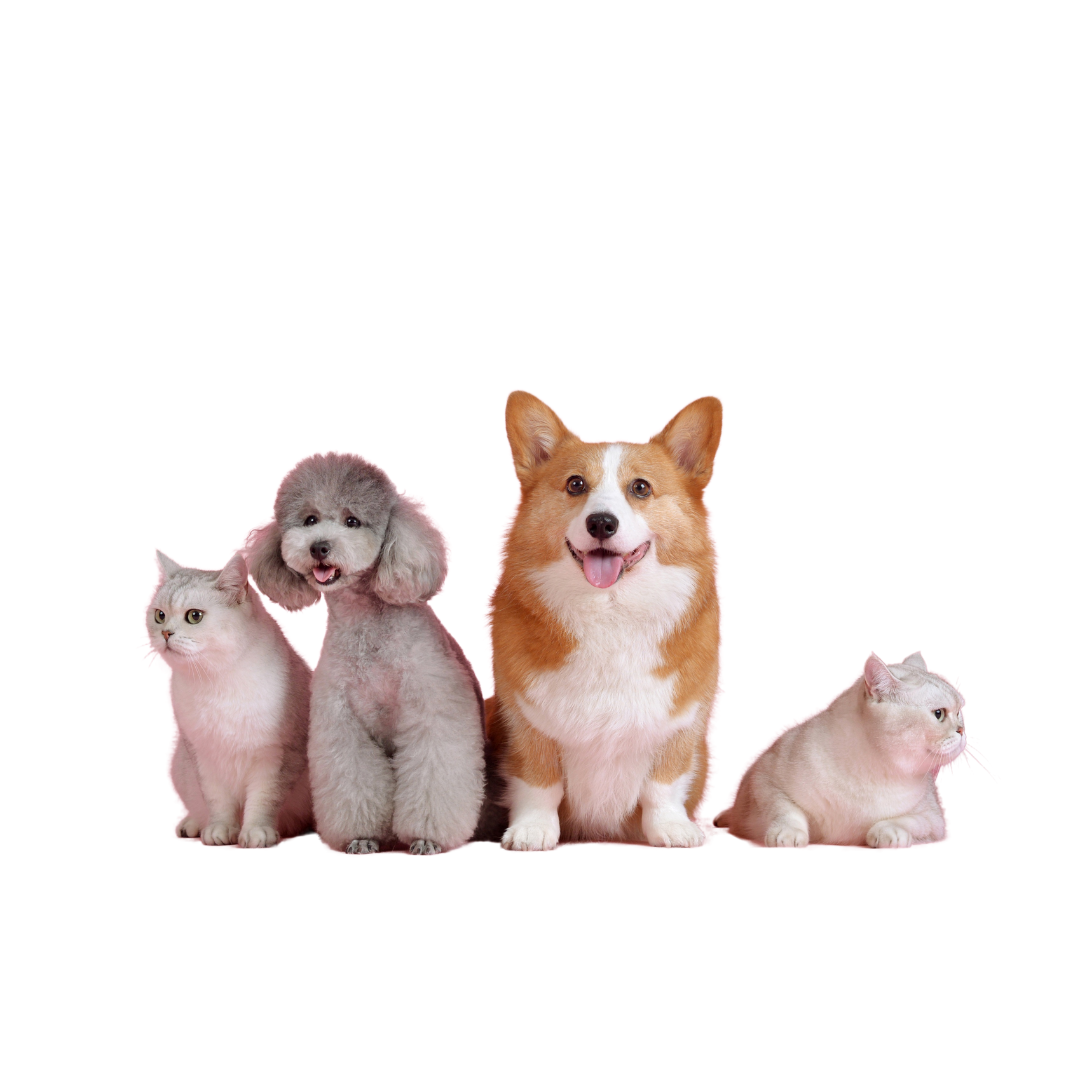 Pet products